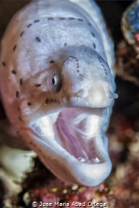 Grey moray or Geometric moray (Gymnothorax griseus) by Jose Maria Abad Ortega 